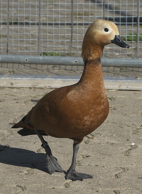 伯里